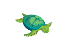 ماذا نتعلم من (السلحفاة)