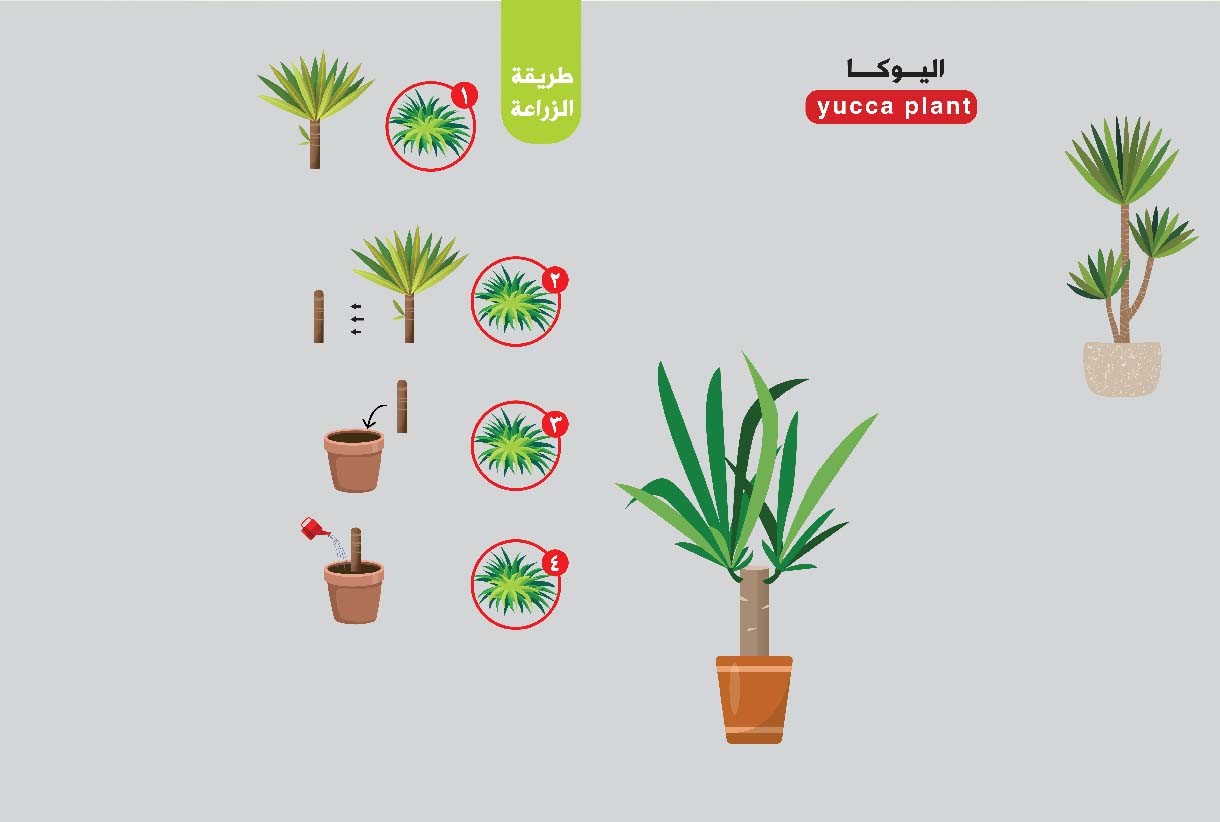 شجرة اليوكا