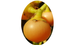 البمبر وأهم فوائده الصحية