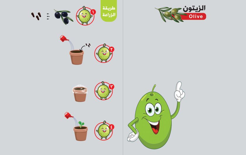 الزيتون  وأهم فوائده