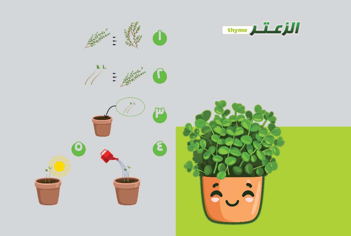 الزعتر وأهم فوائده