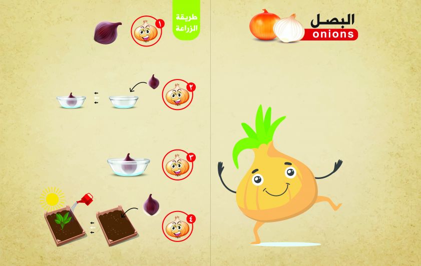 البصل وطريقة زراعته