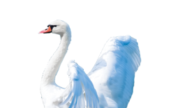 أغراب أنواع طائر البجع