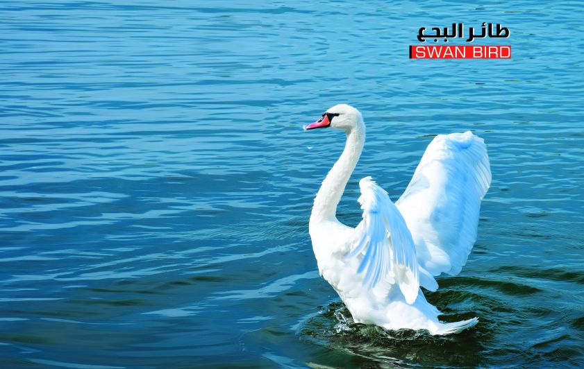 أغراب أنواع طائر البجع