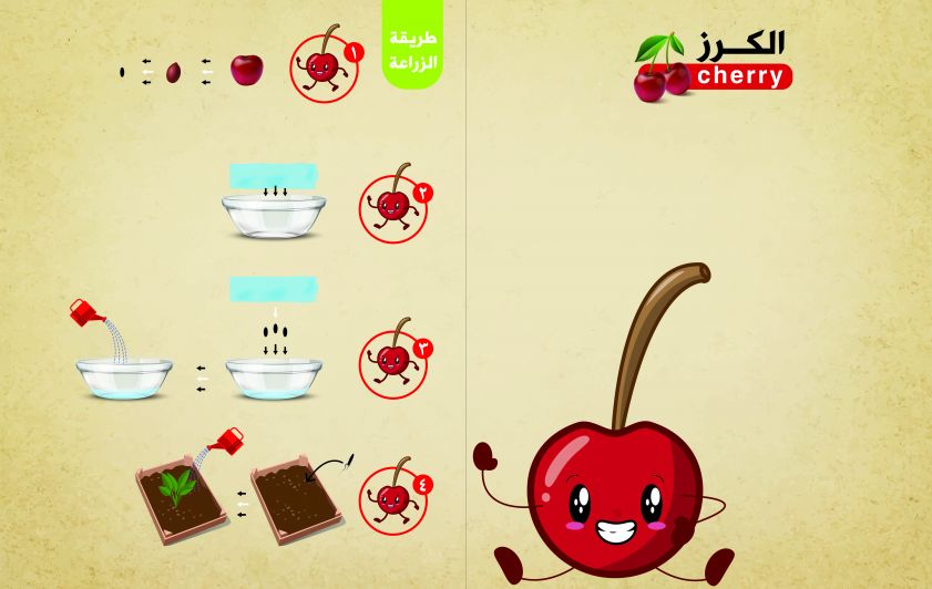 فوائد الكرز وطريقة زراعته