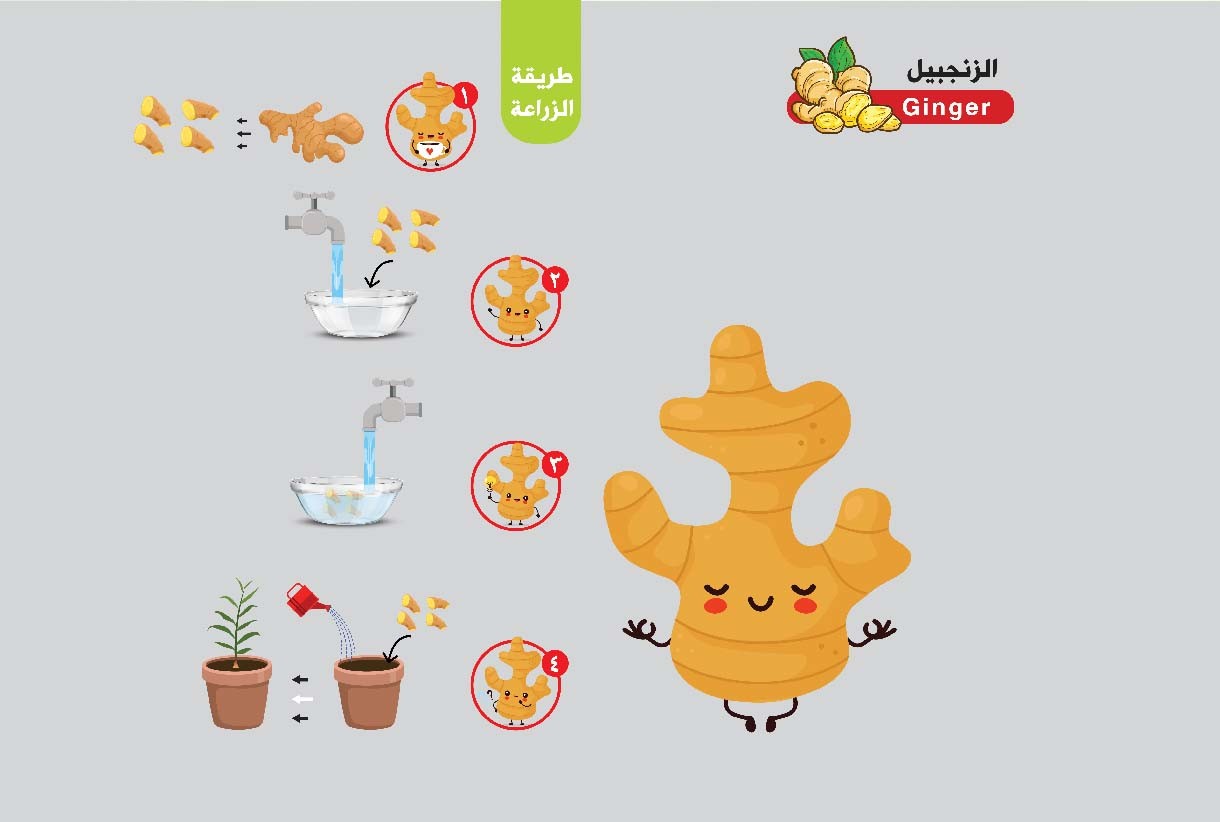 هل تعرف فوائد الزنجبيل؟