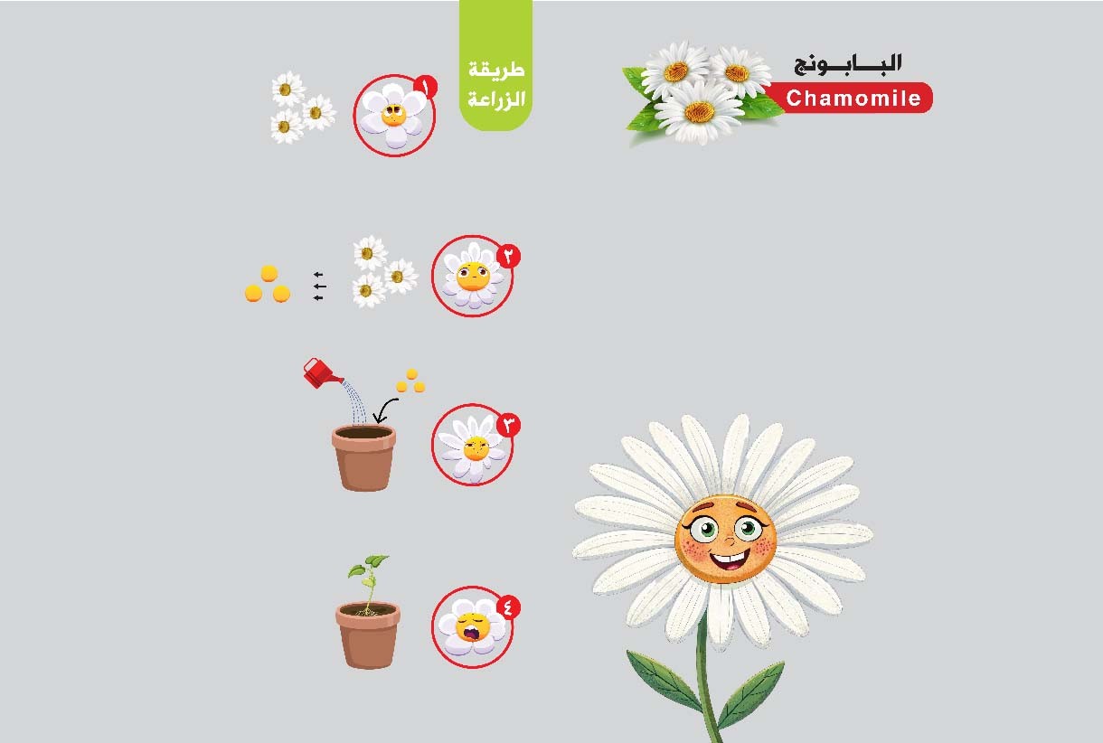 أهم فوائد البابونج