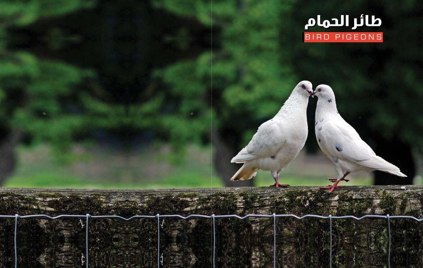 طائر الحمام وأهم أنواعه