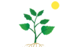 عملية البناء الضوئي للنبات