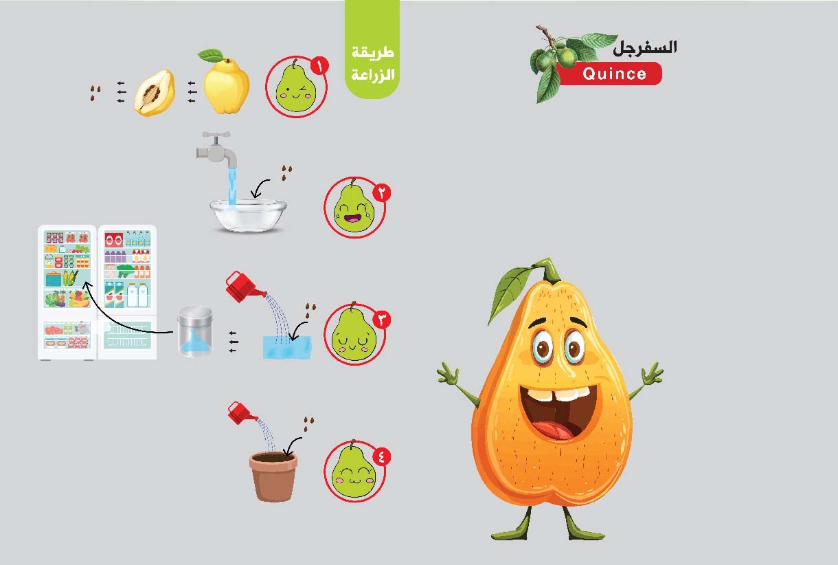 السفرجل وأهم فوائده