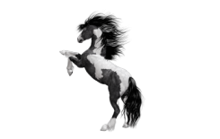 (الحصان) واغرب انواعه