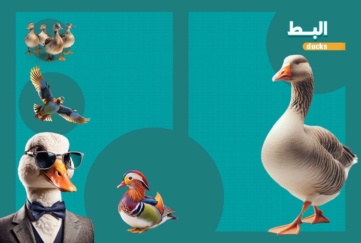 ماذا تعرف عن البط ؟