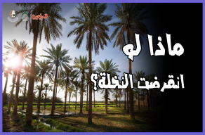 ماذا لو انقرضت النخلة؟
