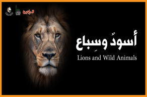 أسودٌ وسِباع